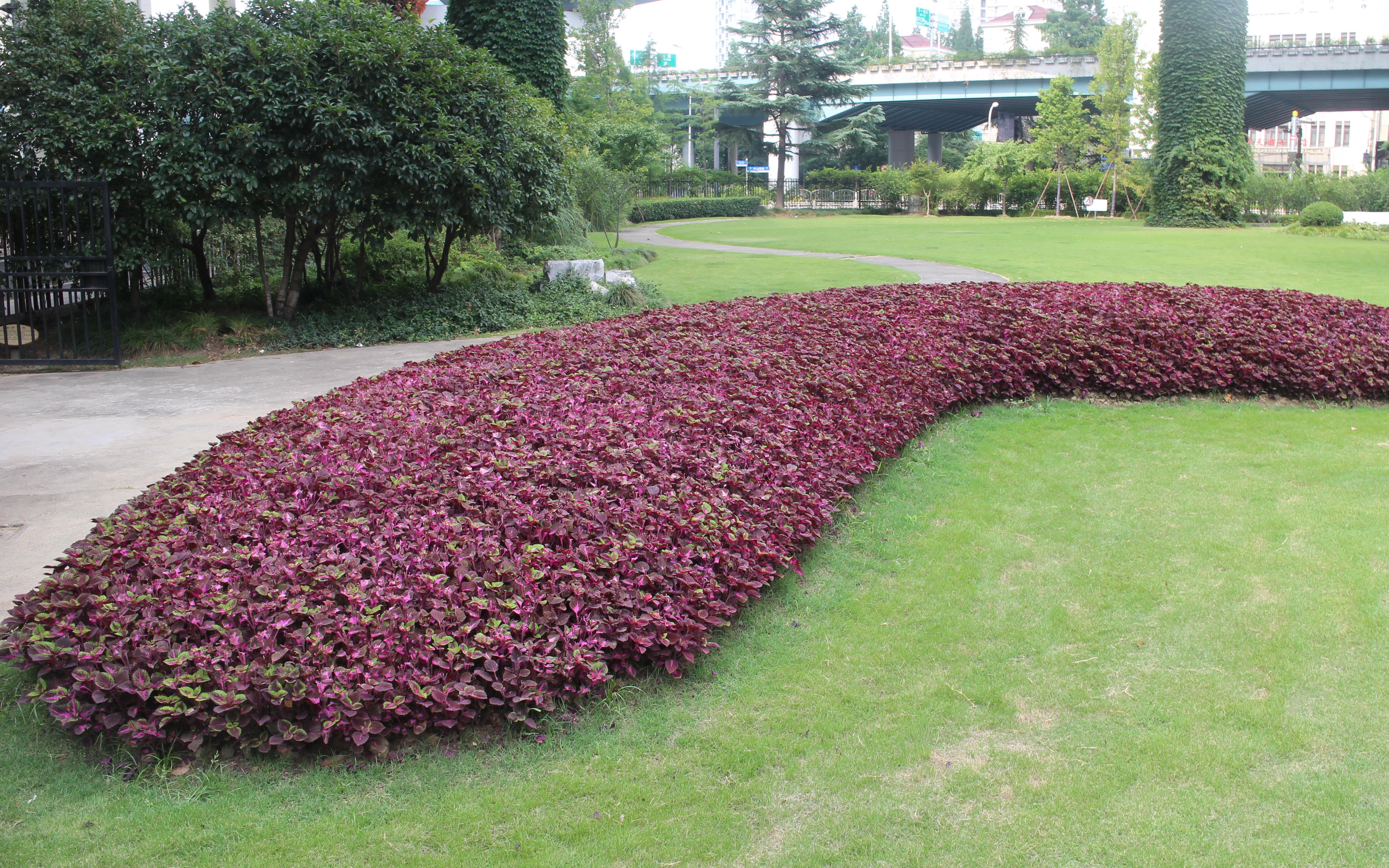 会专项办绿化组继续加强对重点保障区内主要绿地和道路景观的巡查力度