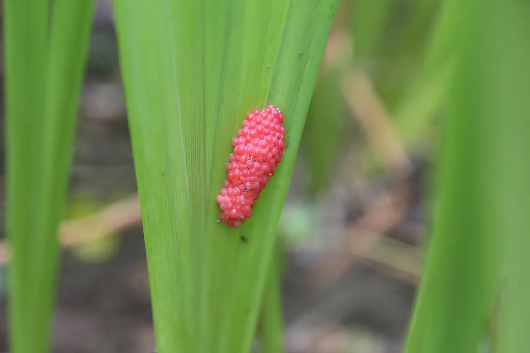 上海市绿化技术与教育网